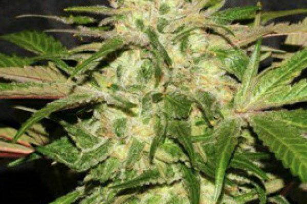Kraken ссылка kraken clear com