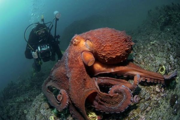 Kraken onion сайта